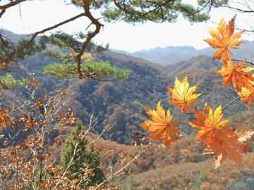 注册公司有哪些步骤流程，注册公司的步骤流程